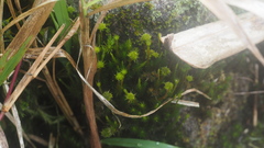 Campylopus umbellatus