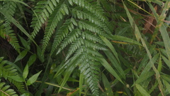 Arachniodes pseudoaristata