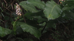 Alpinia malaccensis