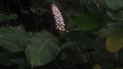 Alpinia malaccensis