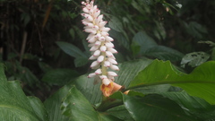 Alpinia malaccensis