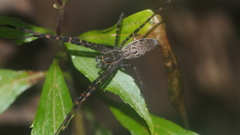Psechrus
