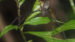 Psechrus