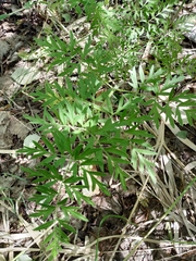 Silphiodaucus prutenicus