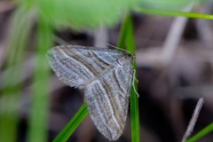 Scotopteryx coarctaria