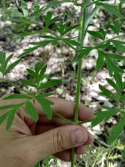 Silphiodaucus prutenicus