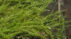 Meteoriaceae