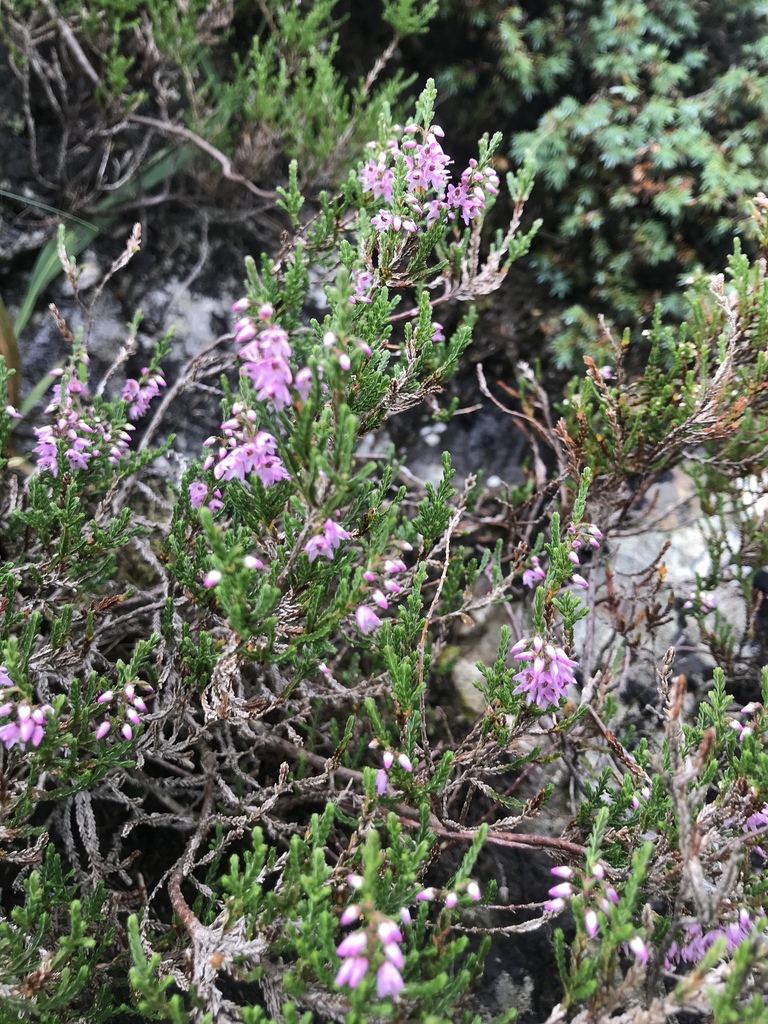 common heather from Cumbria, England, GB on July 31, 2019 at 03:14 PM ...