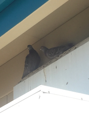 Columba livia