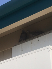 Columba livia