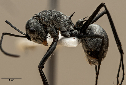 Polyrhachis subfossoidesPolyrhachis subfossoides