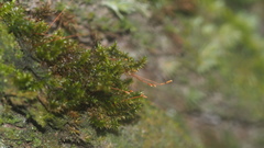 Sematophyllaceae