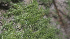 Arthrocormus schimperi