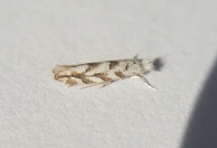 Phyllonorycter comparella