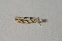 Phyllonorycter comparella