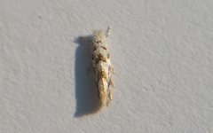 Phyllonorycter comparella