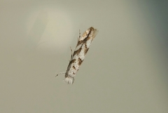 Phyllonorycter comparella