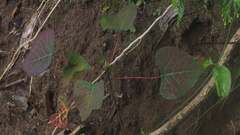 Homalanthus populneus