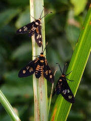 Thyrassia subcordata