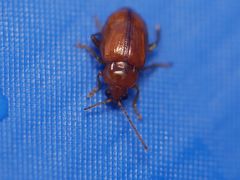 Neocrepidodera ferruginea