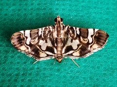 Chabula acamasalis
