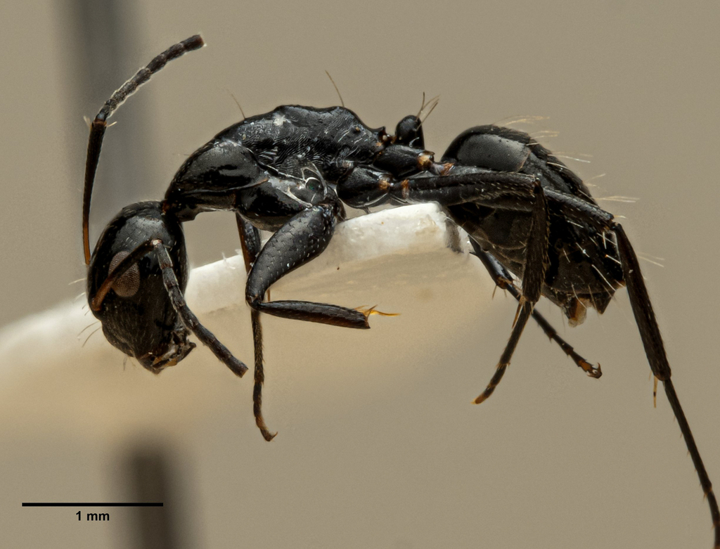 Camponotus bedoti