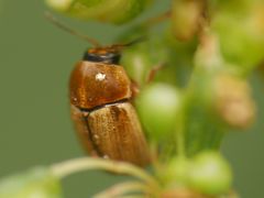 Cryptocephalus fulvus