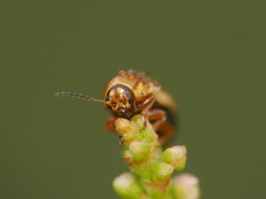 Cryptocephalus fulvus