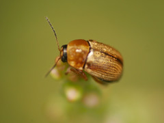 Cryptocephalus fulvus