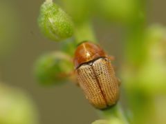 Cryptocephalus fulvus