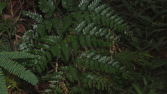 Arachniodes pseudoaristata
