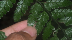 Arachniodes pseudoaristata