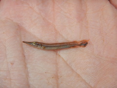 Atractosteus spatula