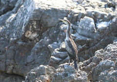 Gulosus aristotelis desmarestii