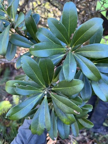 Myrsine lessertiana observed 2025-02-03