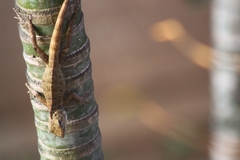 Calotes versicolor