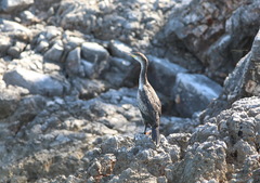 Gulosus aristotelis desmarestii