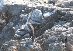 Gulosus aristotelis desmarestii