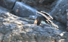 Gulosus aristotelis desmarestii