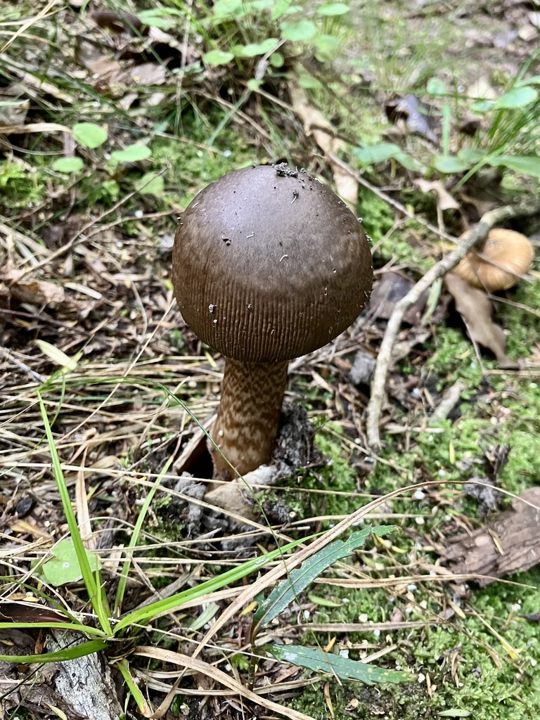 Amanita pekeoides · February 2025 · photo: © bihnz (iNaturalist, cc-by)