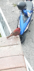 Carpodacus formosanus