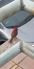 Carpodacus formosanus