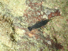 Arete dorsalis