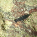 Arete dorsalis