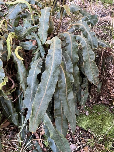 Elaphoglossum paleaceum observed 2025-02-03