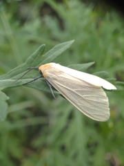 Pareuchaetes pseudoinsulata