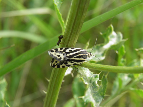 Taškuotasis Pelėdgalviukas
