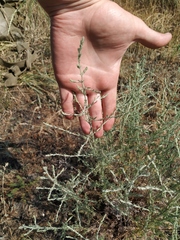 Artemisia fragrans