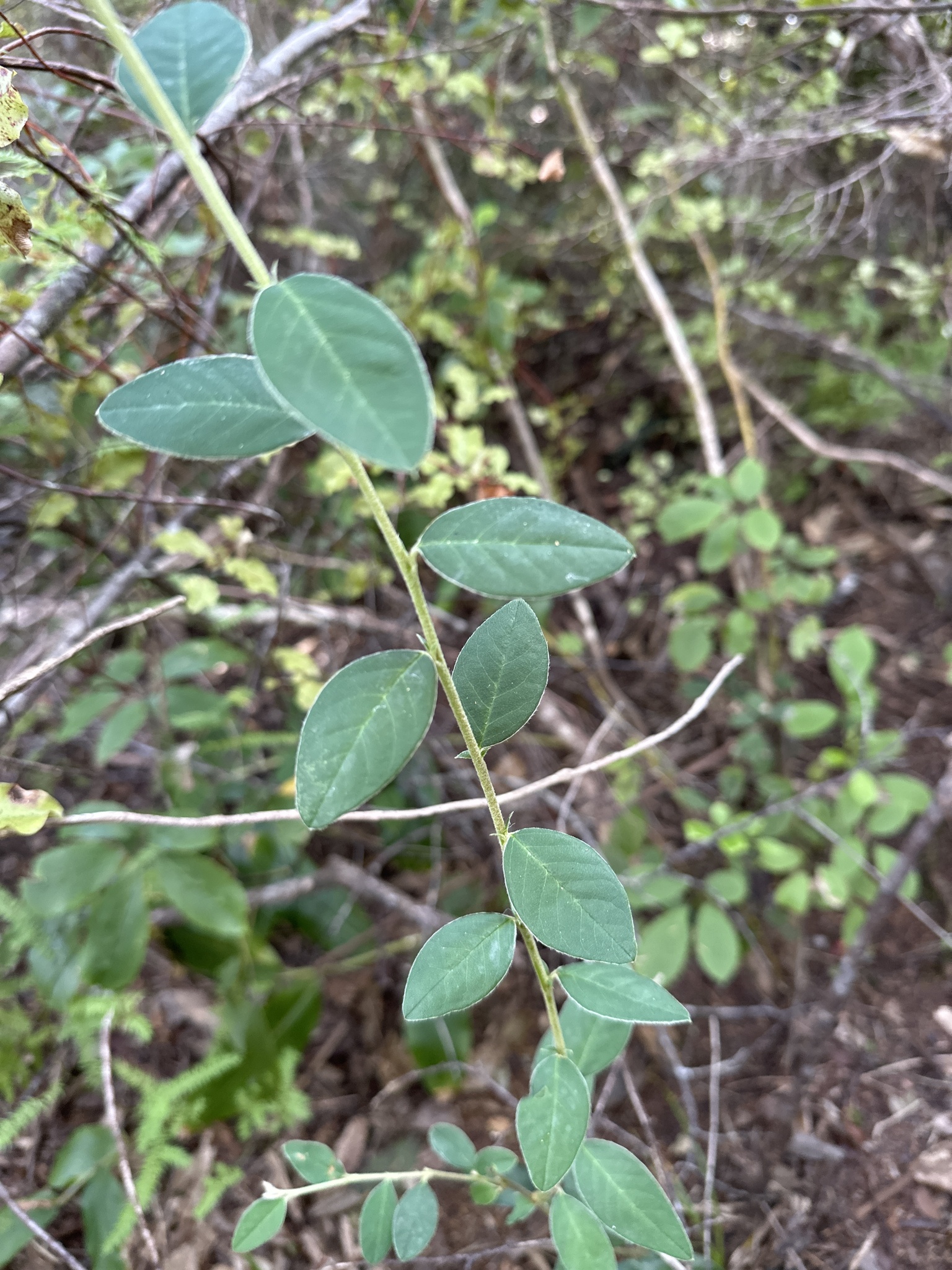 Imagem de Cotoneaster