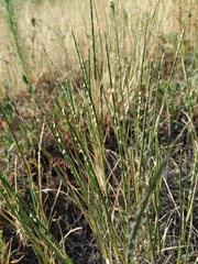 Pholiurus pannonicus
